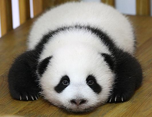 Adorable Baby Animals