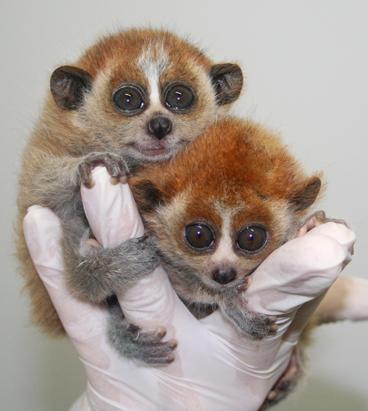 Adorable Baby Animals