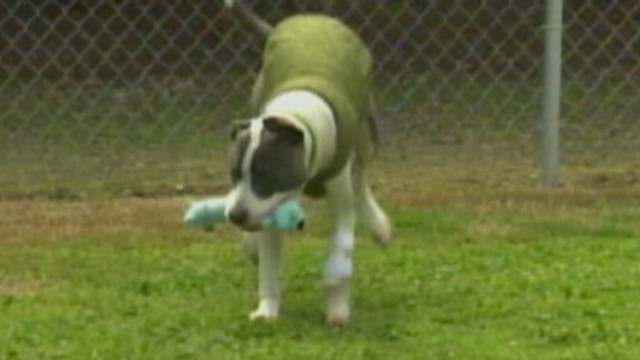 VIDEO: Skip was going to be euthanized before a veterinary technician stepped in.