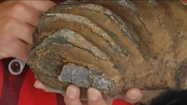 VIDEO: Construction crew in San Francisco dug up a well-preserved part of prehistoric mammal?s jaw.