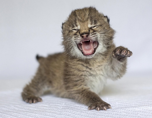 Baby Lynx Unleashes Mighty Roar