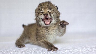Baby Lynx Unleashes Mighty Roar