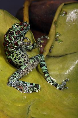 Lazy Frog Taking Stretch Break