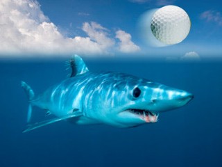 Mako Shark and golf ball