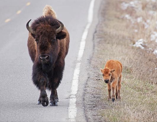 Baby Buffalo Roams the Road