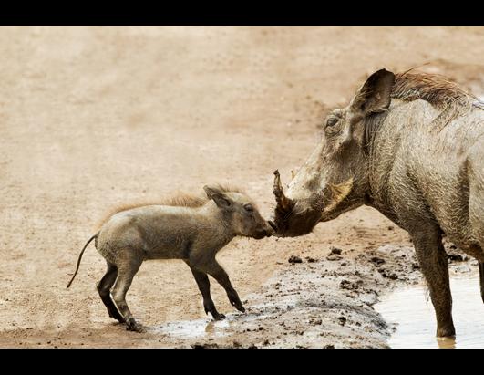 Baby Warthog Kisses Mom