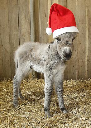 Nikolaus the Donkey