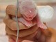 Baby Animals 