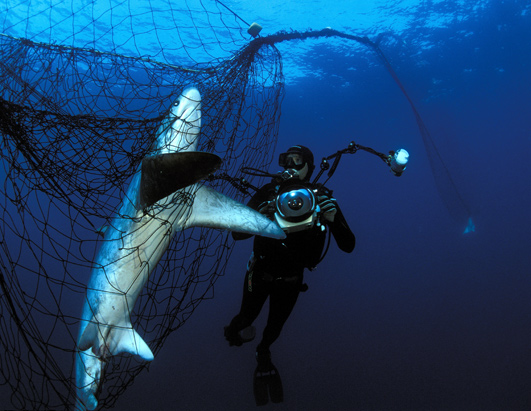Sharks