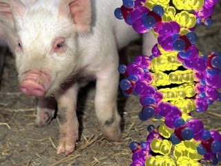 Scientists Decode DNA of Pig, a Research Favorite