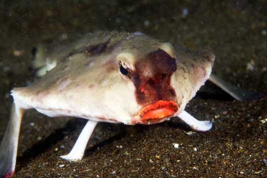 WORLD'S UGLIEST ANIMALS