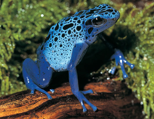 The blue poison dart frog's cool exterior warns predators that it's nothing 