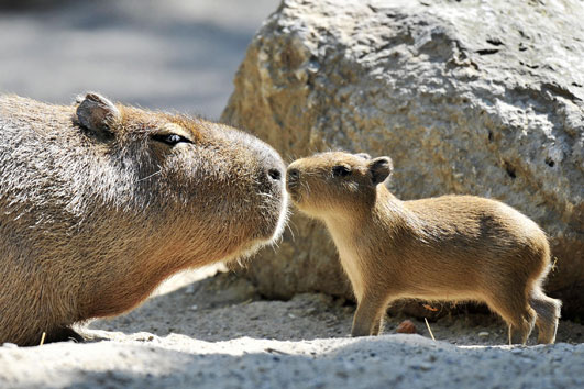 http://a.abcnews.com/images/Technology/nm_capybara_080519_ssh.jpg