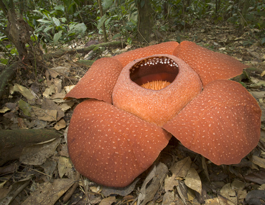 Weird Plants