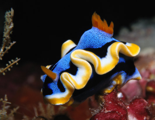 nm_seaslug6_080519_ssh.jpg