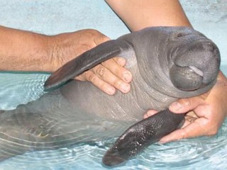 Photos: Baby Manatee Nursed to Health