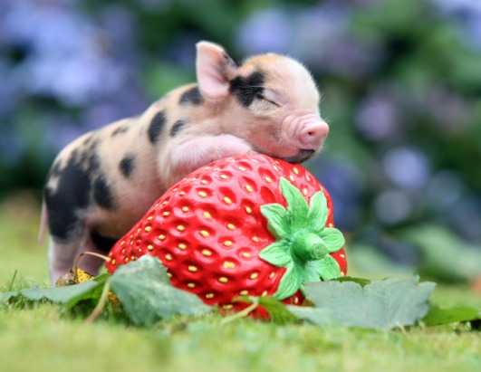 Mini Pigs Photographed for Calendar