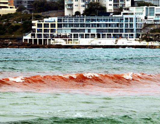 Red Tide Closes Australian Beach 