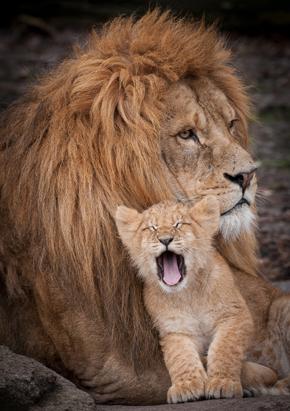 Is it Father's Day for Lions Too?
