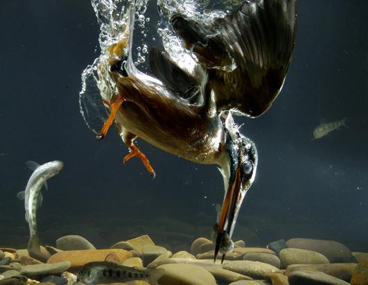 Kingfisher Catches Fish Under Water
