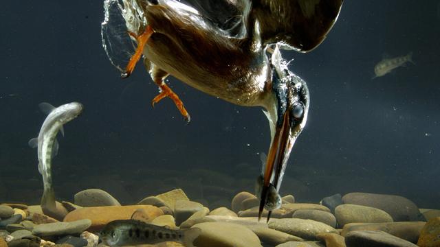 Kingfisher Catches Fish Under Water
