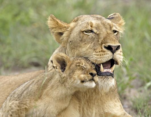 Lion Cub Cuddles With Mom