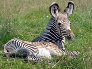 Photos: Rare Baby Zebra Makes Public Debut