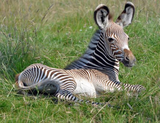 Baby Elephant Chills Out