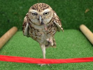 Photos: Bob the Owl Dashes to Finish Line