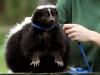 PHOTO A fat skunk is shown int his file photo.