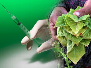 Photo: Tobacco Produces Protein for Vaccine Against the Stomach Bug Called Norovirus.