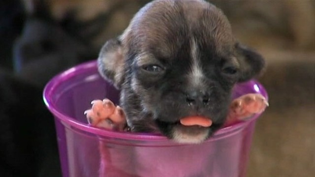 VIDEO: 4-ounce dog Beyonce was saved at birth with veterinarian giving CPR.