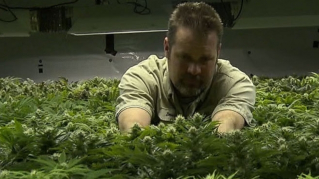 VIDEO: This Week: Marijuana in Colorado