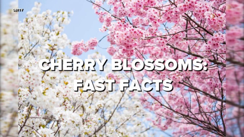 cherry-blossoms-fast-facts-video-abc-news