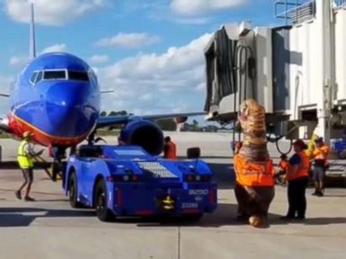WATCH: Airport worker guides plane dressed as a T-Rex