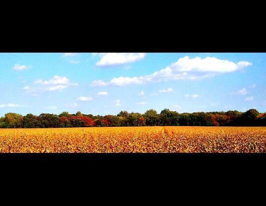 Readers Submit Their Fall Foliage Photos