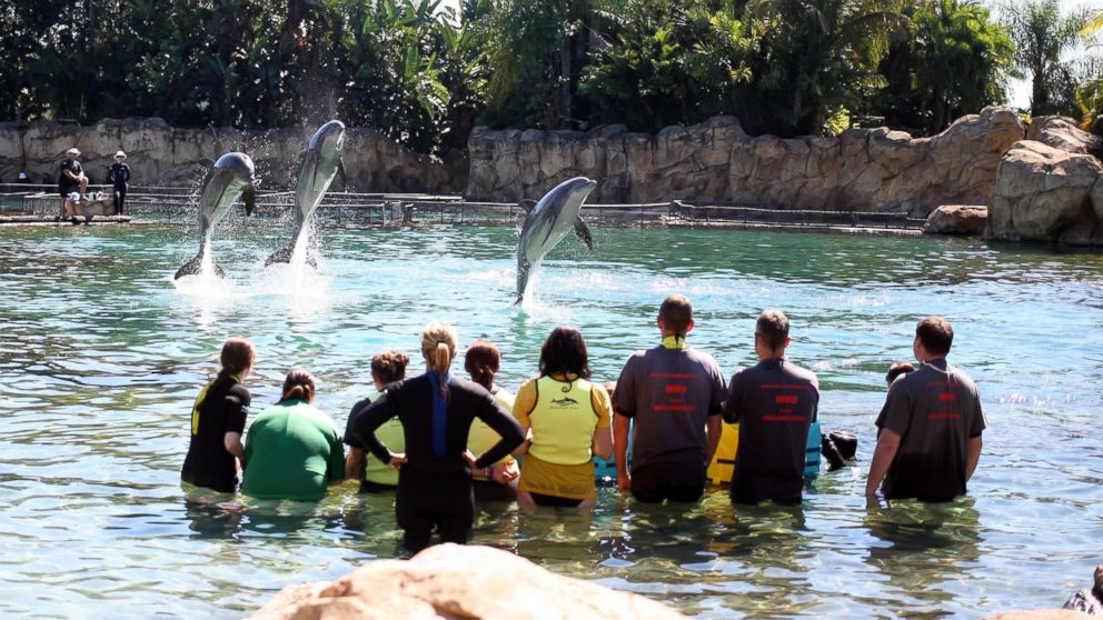 PHOTO: Dolphin’s jumps at Discovery Cove, Orlando, Fla. as 192 children swim with dolphin’s part of the annual Dreamflight Charity trip to the USA in this Oct. 27, 2013, file photo.