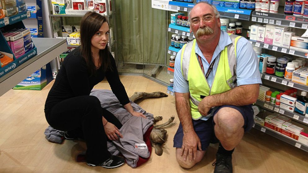 PHOTO: Wildlife volunteer rescuers Ella Rountree, left, and Geoffrey Fuller pose for a photo with a kangaroo they captured at Melbourne airport, Australia, Oct. 16, 2013, after the injured kangaroo hopped into the airport terminal pharmacy.