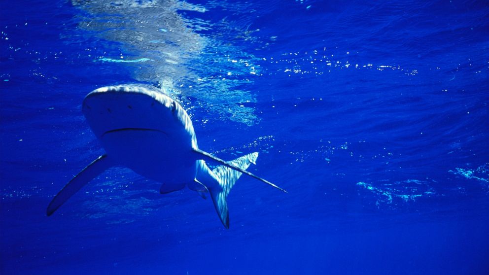 PHOTO: A Galapagos Shark swims near the surface.