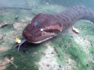 Swimming with Anacondas