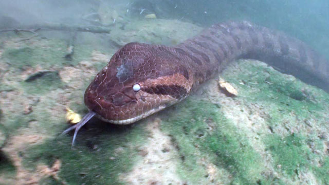 PHOTO: "Nightline" went on a journey into anaconda heartland in remote Bonito, nearly 1,000 miles away from Rio.