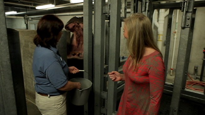 VIDEO: Feed dangerous wildlife and get an insiders tour.