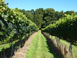Photo: Hit the Connecticut Wine Trail for a Weekend Getaway: Fall Wine Harvests Across Connecticut?s Vineyards