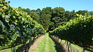 Photo: Hit the Connecticut Wine Trail for a Weekend Getaway: Fall Wine Harvests Across Connecticut?s Vineyards