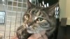 PHOTO: A cat escape caused a four-hour delay for an Air Canada flight, as airline staff in Halifax struggled to get the feline from its hiding place in cockpit wiring, Jan. 26, 2012.