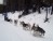 Video: Dog sledding instructor explains how the dogs are arranged.