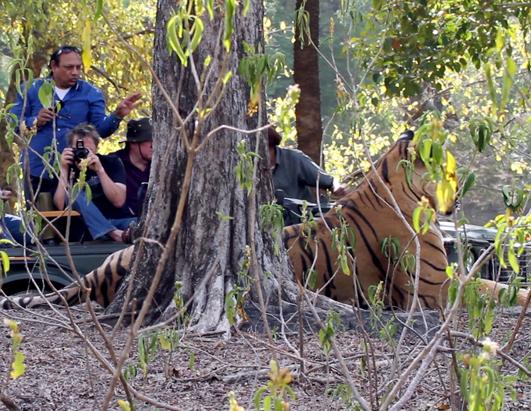 Can 'Tiger Tourism' Save India's Big Cats?