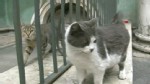 VIDEO: 60 cats live with art at The State Hermitage in St. Petersburg, Russia.