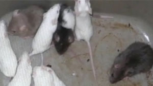 PHOTO Police say the owner of Bella Pizzeria was caught stashing live mice in two rival pizza shops down the street.