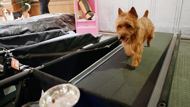 PHOTO: Australian Terrier